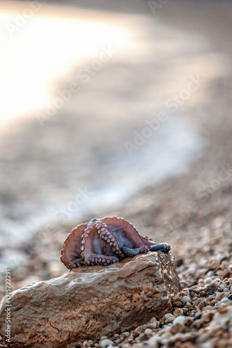 Alive octopus laying on the sandy beach washing by waves at the golden light, beautiful bokeh, eating raw chewy octopus, delicious dish