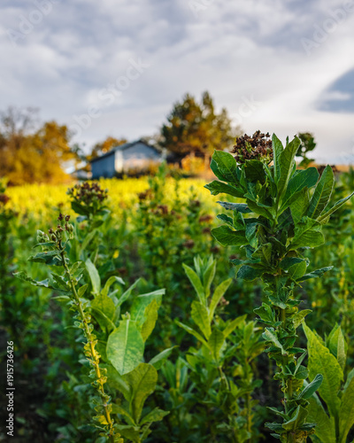 Harvest of Basmas or Basma tobacco fields, fresh green and dry leaf aromatic type cultivated in Xanthi, Rodopi, Evros, premium cigarettes and pipe products, Cuba and Havana cigar plantations, cancer