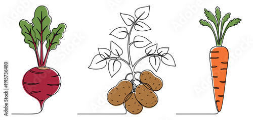 Continuous line art vegetable set featuring a beet, potato plant, and a carrot for healthy eating and agriculture