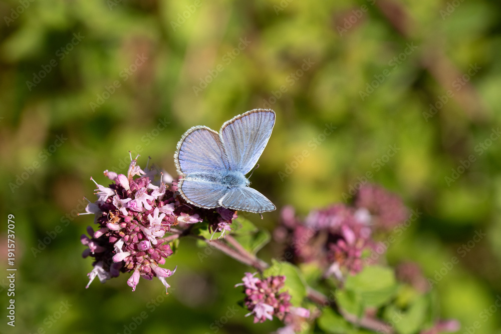 Fototapeta premium Argus bleu --- Azuré commun (Polyommatus icarus) Polyommatus icarus on an unidentified flower or plant 