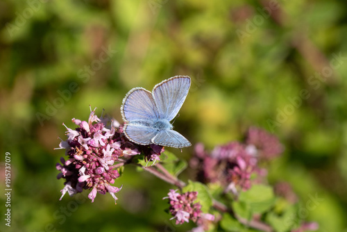 Argus bleu --- Azuré commun (Polyommatus icarus)
Polyommatus icarus on an unidentified flower or plant
