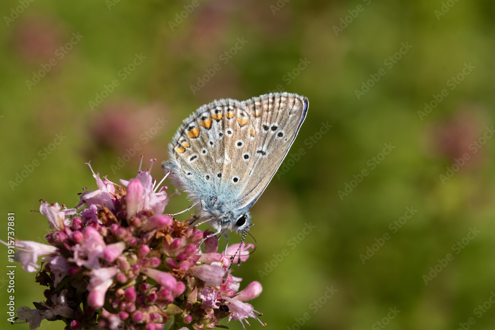 Fototapeta premium Argus bleu --- Azuré commun (Polyommatus icarus) Polyommatus icarus on an unidentified flower or plant 