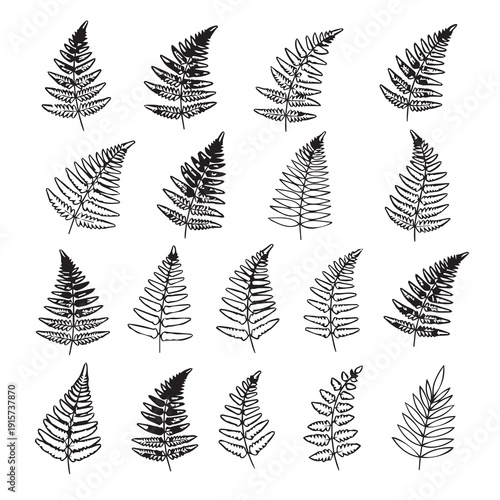 Collection of hand-drawn fern leaves black outline on white background nature elements vector illustration