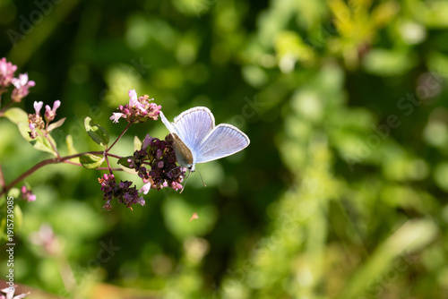 Argus bleu --- Azuré commun (Polyommatus icarus)
Polyommatus icarus on an unidentified flower or plant
