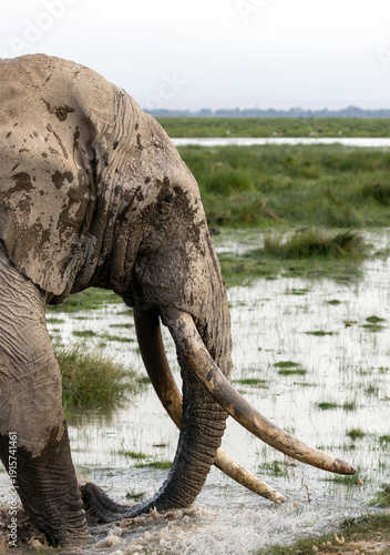 Φωτογραφία African elephant bull tusker named Pascal who was wading and giving himself a mu