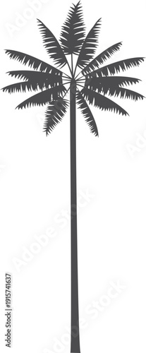Tropical plant black silhouette. Wild jungle palm