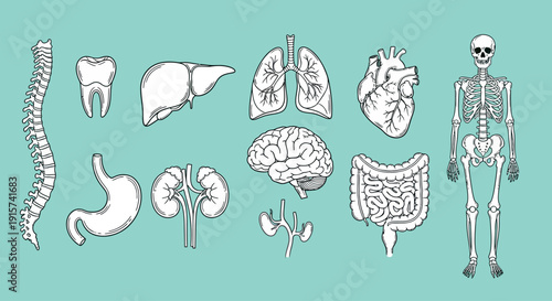 Detailed illustration of human anatomy organs and skeleton on a light green background viewed from the front