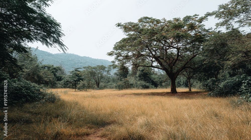 Fototapeta premium Serene Landscape of Lush Green Trees and Golden Grassy Plain Under a Cloudy Sky in a Peaceful Wilderness Setting