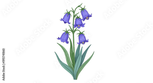 Bluebells blooming in a lush green garden, illustration of flowers in full bloom from a front view