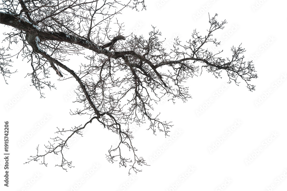 custom made wallpaper toronto digitalBare winter tree branch isolated on white background