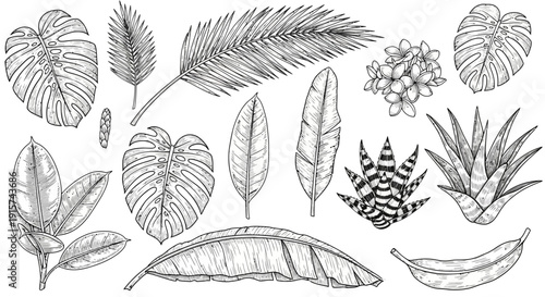 Detailed botanical illustrations of various plants and leaves from different species displayed in a collection from a direct overhead viewpoint.