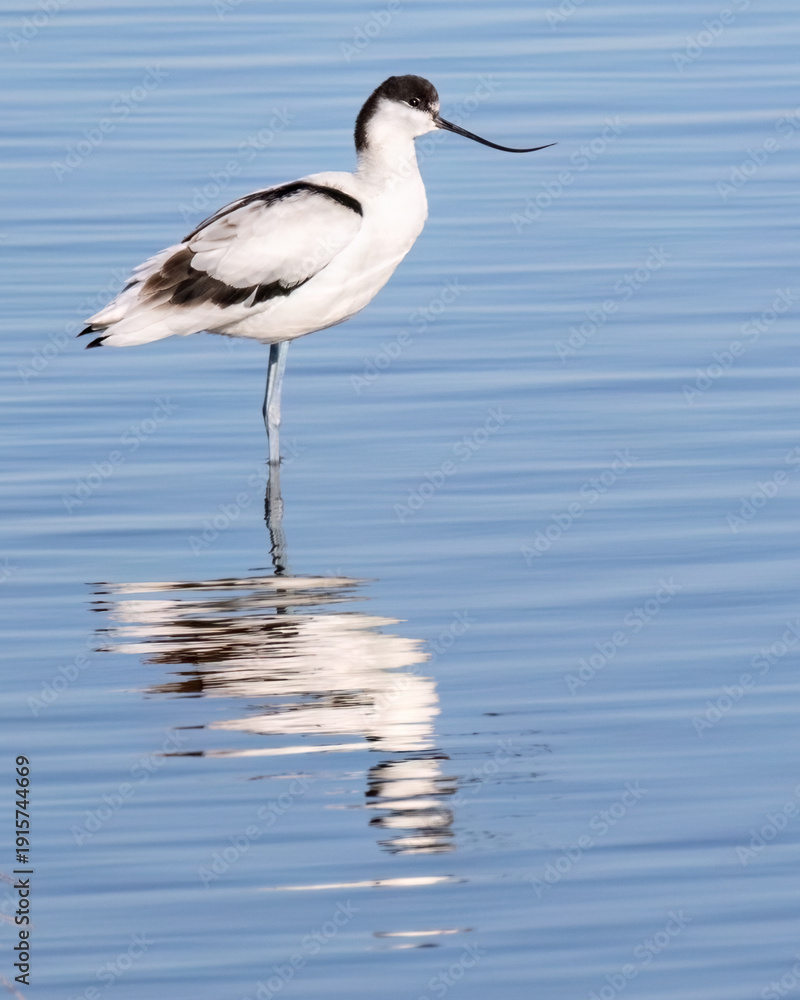 Obraz premium A long-legged pied avocet or Recurvirostra avosetta bird male or female species feeds in water and mudflats, breeding or reproduction behavior, migratory and wintering on Evros Delta, Greece