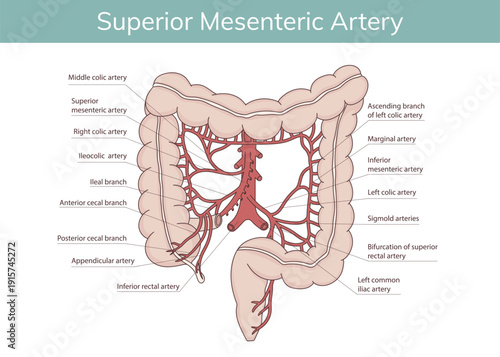 Diagram of the anatomy of the mesenteric artery and the location of the abdominal aorta. Vector illustration.