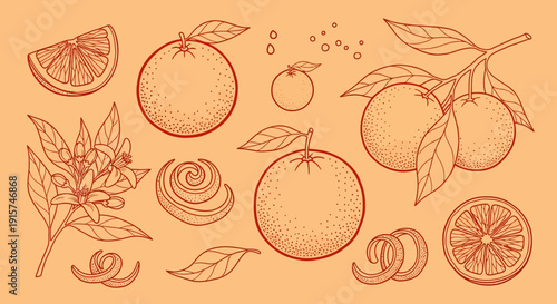 Oranges and leaves illustration showcasing fruit, citrus, and botanical elements in a detailed, hand-drawn style on a warm background from a direct viewpoint