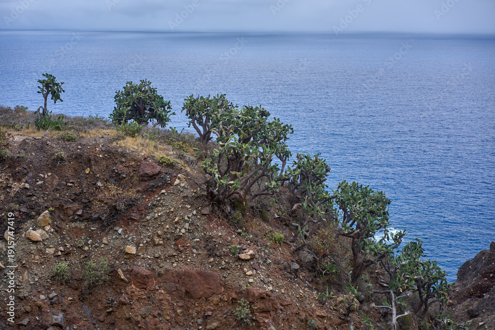 Φωτογραφία Prickly pear cactus trees on Anaga coastal cliff