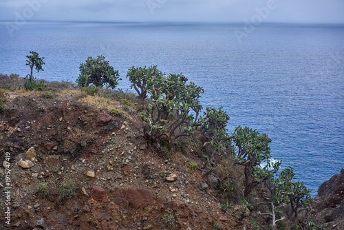 Canvas Print Prickly pear cactus trees on Anaga coastal cliff