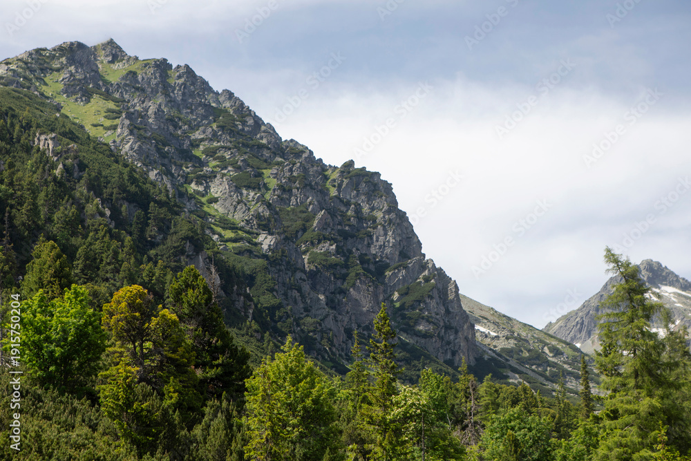 Obraz premium Natural beautiful scene of green forested mountain ranges in sunny summer weather with fir-trees and rocky mountain on background. Ecologically clean area