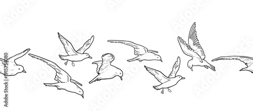 Seagull in flight, black and white sketch. Vector illustration. Seabirds, seamless horizontal border, isolated on a white background. Stylized sea and flock of birds.