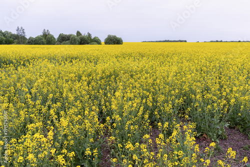 A blooming rapeseed field on a cloudy summer day, a rural landscape