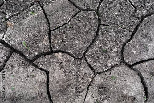 Texture of the surface of black soil cracked from drought with very small grass shoots. Genuine photo, not generated by AI