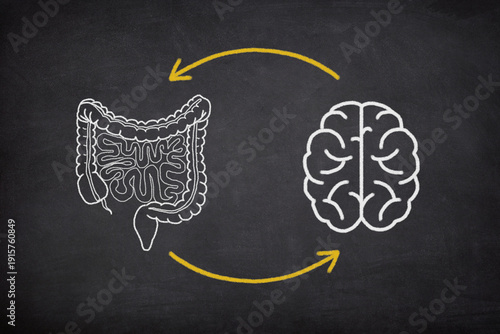 Gut Brain Connection Concept. The Brain And Digestive System, Mental Health And Microbiome Balance.