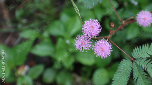 Fotografie Mimosa pudica, Neptunia plena shrub plant or touch me not plant or mimosa pudica sensitif plant growing in the garden