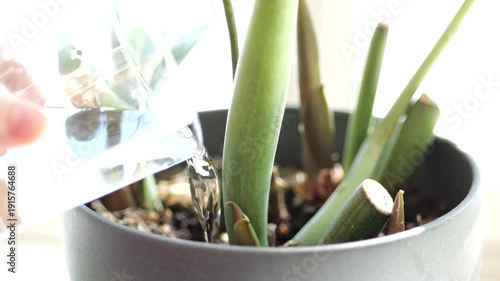 Person watering potted houseplant slow motion