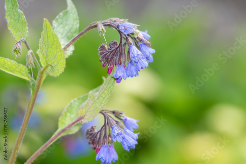 Wallpaper Mural Close up of creeping comfrey (symphytum grandiflorum) flowers in bloom Torontodigital.ca