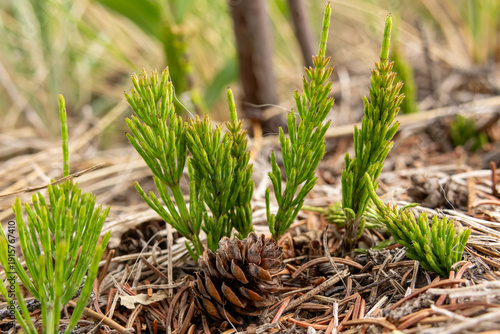 Young emerging shoots of Equisetum arvense (field horsetail or common horsetail) in the forest floor among pine needles and cones in spring.
