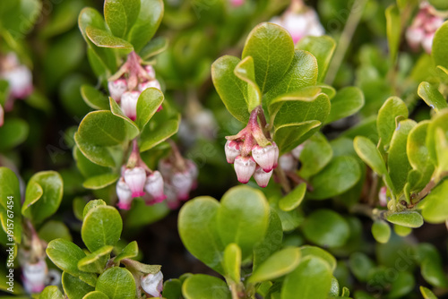 Tiny white and pink bell-shape flowers of Arctostaphylos or bearberry creeping evergreen plant with green waxy glossy foliage growing in the wild in spring forest.