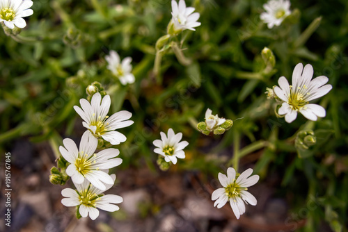 Bunch of little white flowers of Cerastium alpinum (alpine mouse-ear, alpine chickweed) with green foliage grow in the rocky terrain in the alpine meadow in spring.