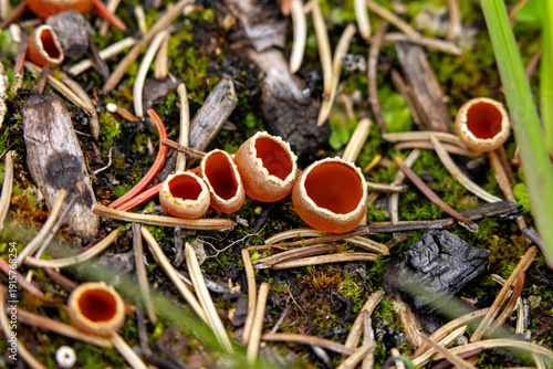 Fotografie Cute little cup-shaped Geopyxis Carbonaria (charcoal loving elf-cup, or pixie cup), group of bright orange-brown fungi on the forest floor after the wildfire among spruce and pine needles