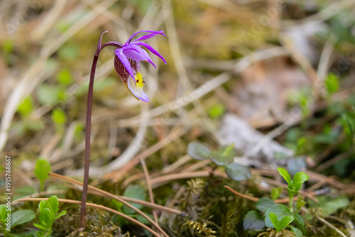 Purple flower of Calypso bulbosa (calypso orchid, fairy slipper or Venus's slipper) on an elegant stem grows in the forest floor in shade of trees.