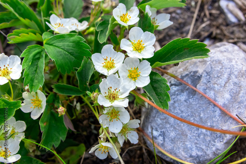 Blooming bush of wild strawberry (Fragaria virginiana, also called Virginia strawberry) with white flowers and green lush foliage in rocky mountain terrain in spring.