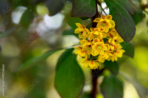 Bunch of hanging bright yellow flowers of Berberis vulgaris (common barberry) on the branch with green leaves in the spring park.