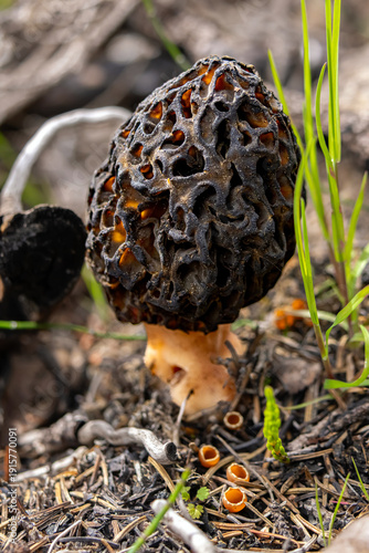 Morel or Morchella fungi grows on the forest floor after wildfire among pine and spruce needles and fresh green grass.