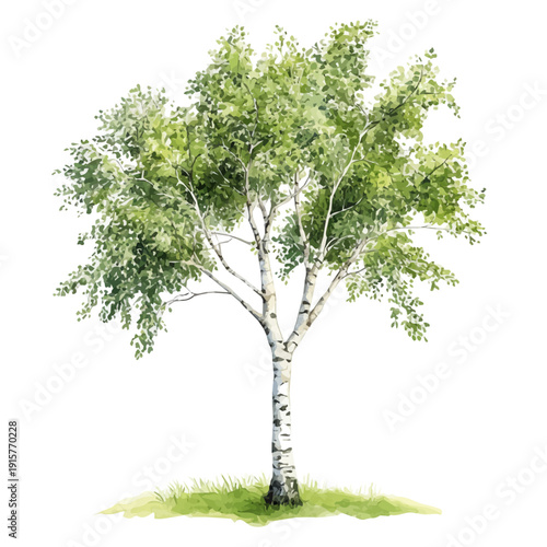 Birch Tree A Beautifully Detailed, watercolor vector portraying a joyful pose with colorful highlights, isolated on a white background.
