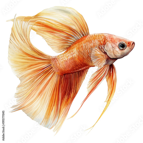 watercolor of Betta Fish A Beautifully Detailed illustration graphic, isolated on a white background.