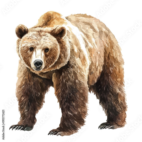 Bear A Beautifully Detailed, watercolor painting capturing graceful lines and soft blended shades, isolated on a white background.