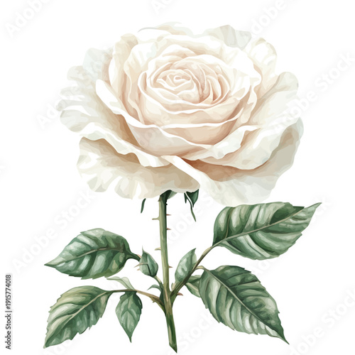 BAnh MA A Beautifully Detailed, watercolor painting capturing graceful lines and soft blended shades, isolated on a white background.