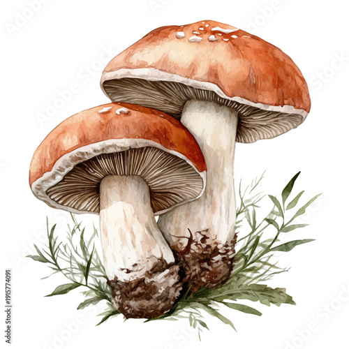 watercolor of BAnh MA A Beautifully Detailed illustration graphic, isolated on a white background.