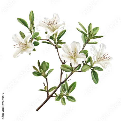 Azalea Branch A Beautifully Detailed, watercolor painting capturing graceful lines and soft blended shades, isolated on a white background.