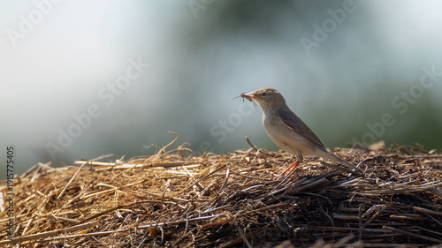 A sedge warbler (Acrophehalus schoenobaenus) clutches a grasshopper in beak while perched on haystack in sunlit summer field, illustarting natural predation and foraging amid golden grasses
