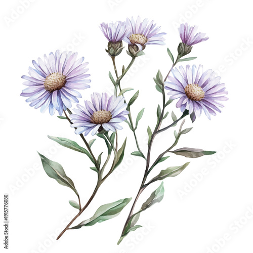 Aster Branch A Beautifully Detailed, watercolor illustration featuring playful movement and lively expressions, isolated on a white background.