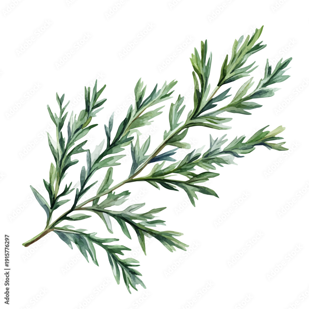 Obraz premium Artemisia Branch A Beautifully Detailed, watercolor vector portraying a joyful pose with colorful highlights, isolated on a white background.