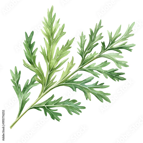Artemisia Branch A Beautifully Detailed, watercolor painting capturing graceful lines and soft blended shades, isolated on a white background.