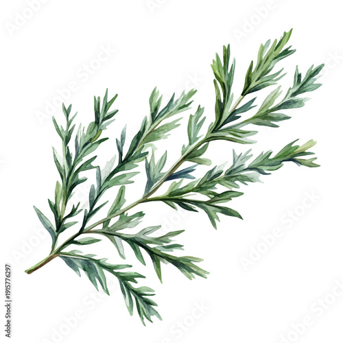 Artemisia Branch A Beautifully Detailed, watercolor vector portraying a joyful pose with colorful highlights, isolated on a white background.
