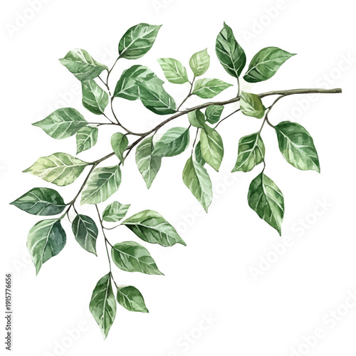 Aralia Branch A Beautifully Detailed, watercolor vector portraying a joyful pose with colorful highlights, isolated on a white background.