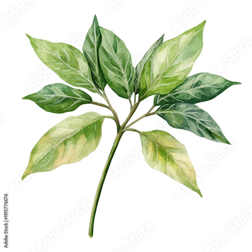 Aralia Branch A Beautifully Detailed, watercolor painting capturing graceful lines and soft blended shades, isolated on a white background.