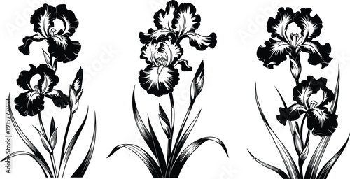 Black and White Iris Flower Silhouette Collection with Detailed Botanical Engraving Style Floral Illustrations Isolated on White Background for Design Use